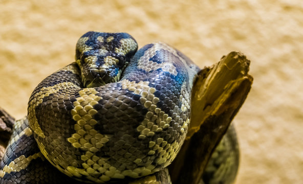 Closeup of a northwestern carpet python on a tree branch, tropical snake from Australia