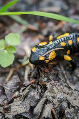 black and yellow salamander closeup