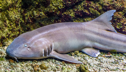 brown banded bamboo shark in closeup, tropical fish from the indo-pacific ocean