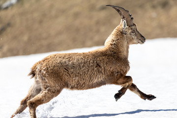 ibex crossing a snow-covered area on the plateaus of the  Vercors Sud.