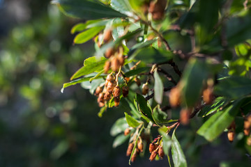 tree branch and leaves close up