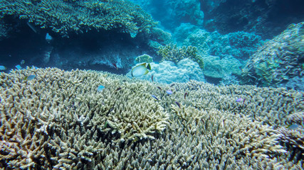 underwater world, a variety of corals, coral fish, in the water column, on the seabed