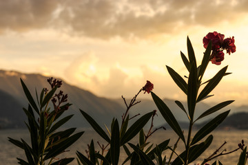 red flowers at sunset on italian lake