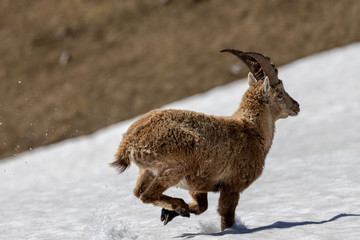 ibex crossing a snow-covered area on the plateaus of the  Vercors Sud.