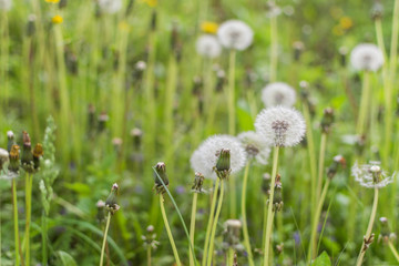 A field with dandelion buds.