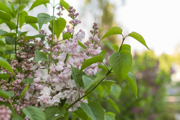 Lilac flowers on a tree branch. Blooming trees in spring.