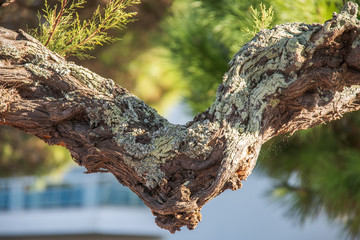 tree branch heart shape