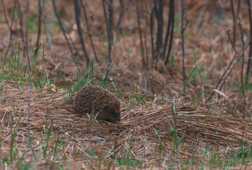 Hedgehog crawling on dry grass in the spring