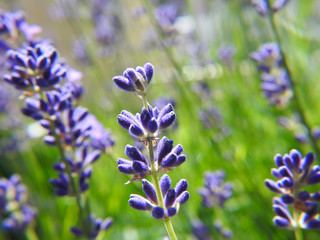 Lavender lilac flowers. Close up.