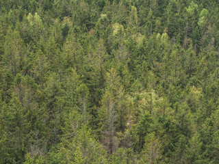 Forest from a bird's eye view