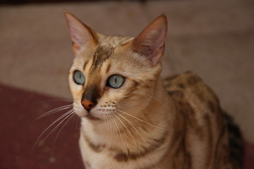 portrait of a bengal cat