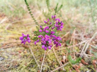 france summer beach surfer coast