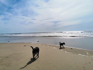 france summer beach surfer coast