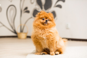Dog breed Pomeranian red-haired spitz sits on the carpet