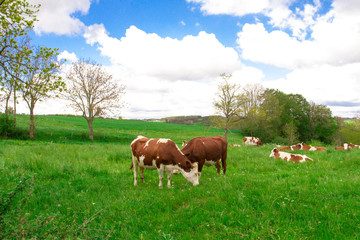 Obraz premium vache dans un près