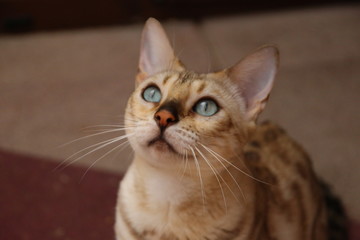 Fototapeta premium portret kota kot bengalski