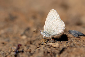 A Common Grass Blue Butterfly