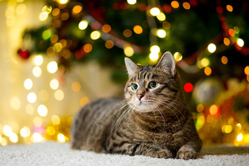 Large thick Cat without breed of reed color near the Christmas tree with garlands