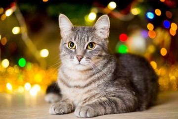 Gray young cat without a breed lies near a Christmas tree
