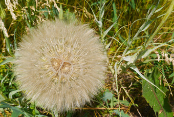 Big fluffy dandelion on the green field.