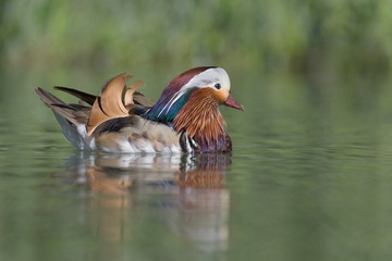 The mandarin duck (Aix galericulata)