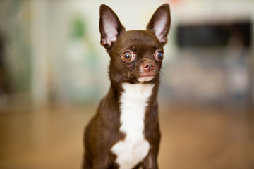 Chihuahua dog of brown color with white breast close-up portrait