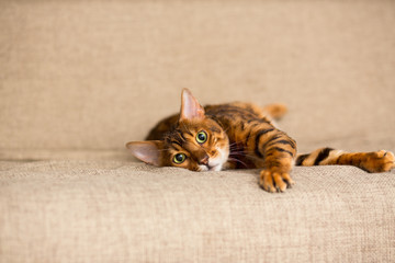 An adult Bengali cat lays on the couch stretching its paws