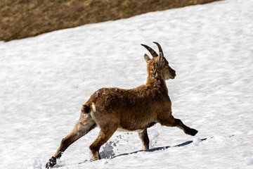 ibex crossing a snow-covered area on the plateaus of the  Vercors Sud.