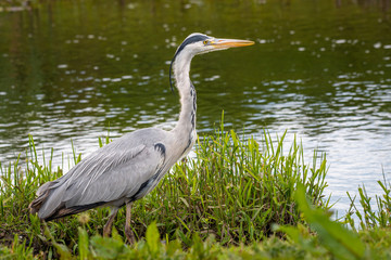 A close up portrait of a grey heron standing in the reeds looking intensely as it fishes