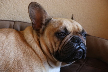 english bulldog in front of white background