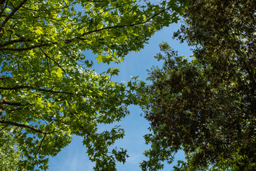 Green leaves foliage on tree branches on a solid blue sunny sky landscape