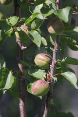 Green apricots on a tree branch, fruit ripening