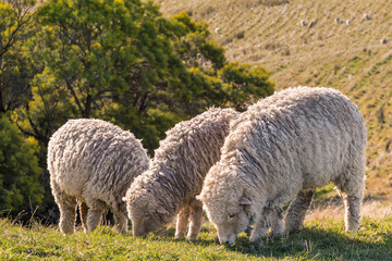 Naklejka na ściany i meble closeup of three merino sheep grazing on meadow with blurred background and copy space