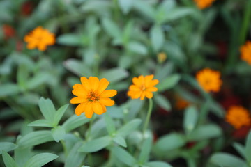 yellow flowers in garden