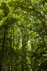 Obraz premium Green foliage trees on a deep rainforest