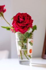 Red rose flower in bloom close up still on a water vase on an indoor scene