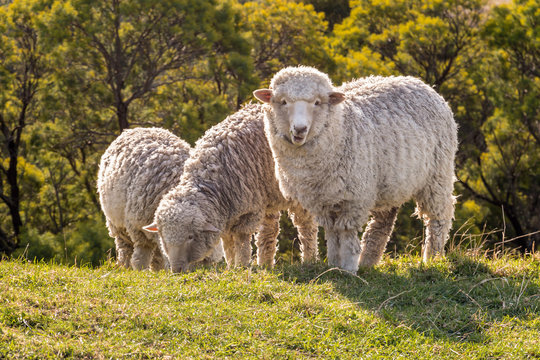 flock of merino sheep grazing on meadow at sunset