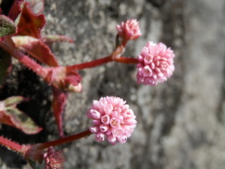 ヒメツルソバの花部分(神奈川県)