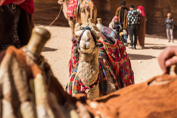 photogenic camel portrait in touristic caravan group in Petra famous world heritage site of Middle East Jordan 