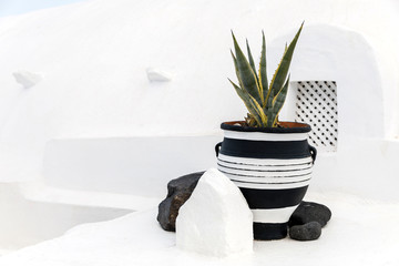 A great beautiful aloe vera grows in a pot. Greek coast