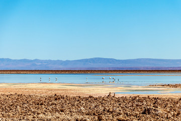 The Chaxa Lagoon : part of the Los Flamencos National Reserve, placed in the middle of the Salar de Atacama, Chile