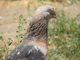  pigeon