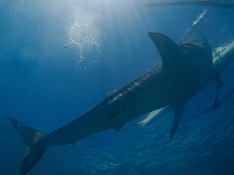 whale shark, Walhai (Rhincodon typus) 