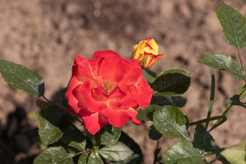 Brightly fiery rose flower variety Samba