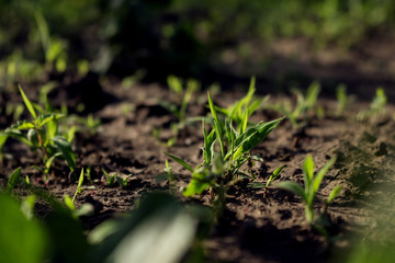 Parsley and Vegetation Growing in The Garden