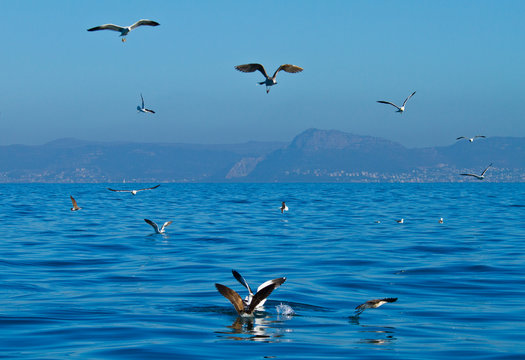 BLACK BACKED KELP GULL, False Bay, South Africa, Africa