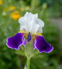 Violet-white iris Bearded. Iris is an elegant and amazing beauty flower. In the Greek translation...