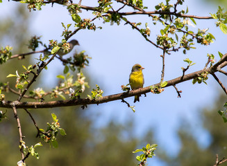 European Green Finch on a branch of a blossoming pear. It's a bird, no bigger than a Sparrow, but the beak and head are somewhat larger. Green Finch got its name because of the characteristic yellow-g