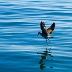 BLACK BACKED KELP GULL, False Bay, South Africa, Africa
