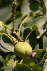 Large green walnut on a tree branch, fruit ripening